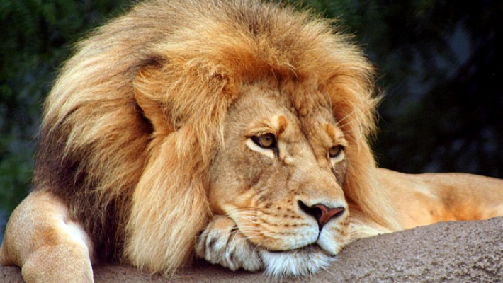 Стала известна судьба льва, который укусил кировчанку в сафари-парке