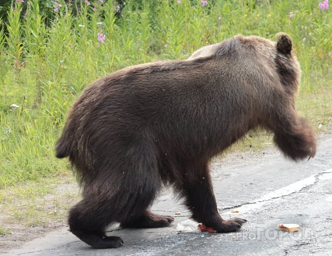 Охотовед прокомментировал смерть грибника от медведя в Омутнинске