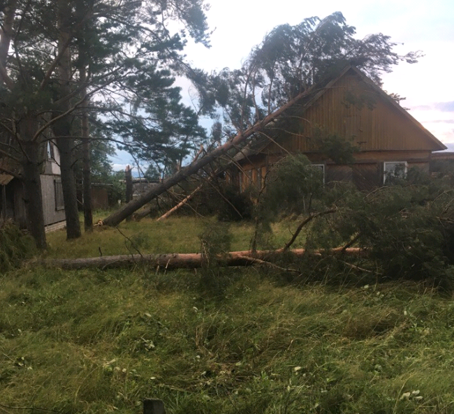 В Кировской области ветер повалил крупные деревья
