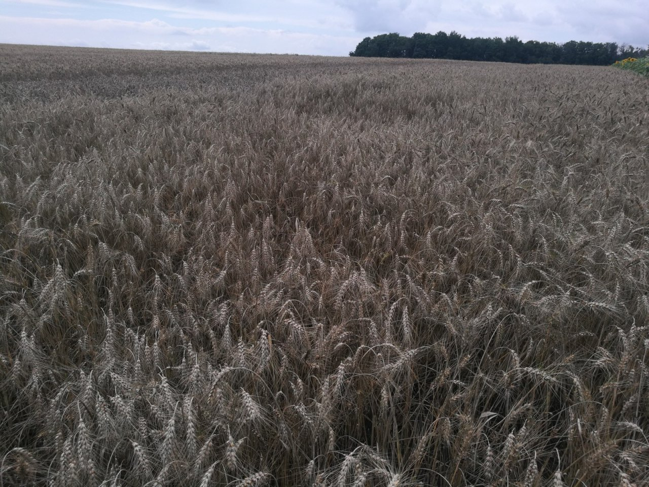 В Кировской области введен режим ЧС из-за массовой гибели посевов