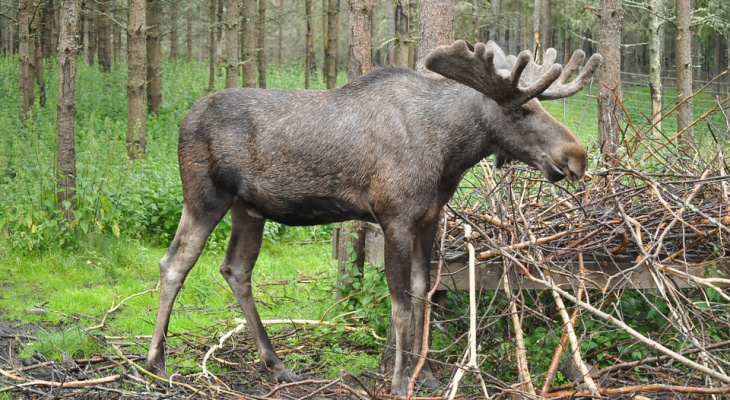 В Слободском районе охотники вместо лося поймали нарушителя
