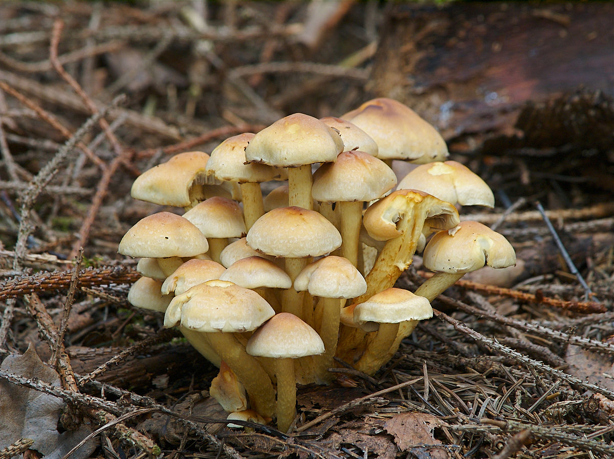 В Кировской области три человека погибли после отравления лесными грибами