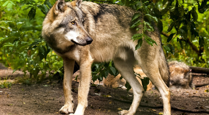 В Кировской области прошел отлов волков