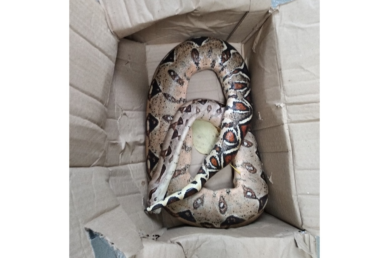 В Радужном дворник нашла в коробке огромную змею
