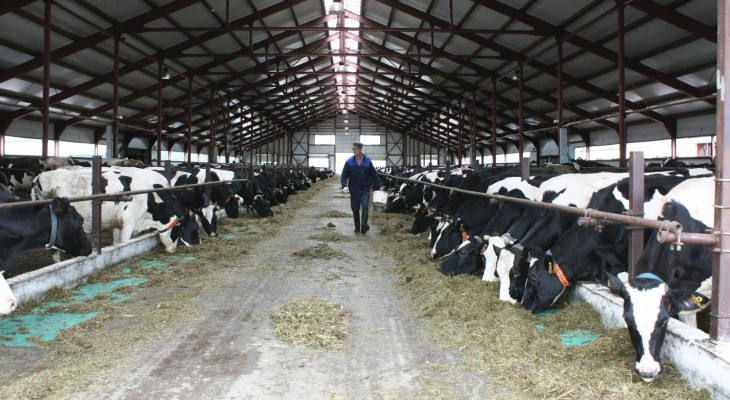 Строительство крупнейшей в регионе молочной фермы завершится в 2019 году