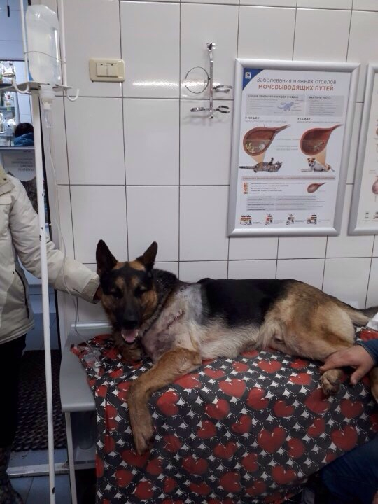 В Кирове прооперировали пса, в которого стреляли из дробовика
