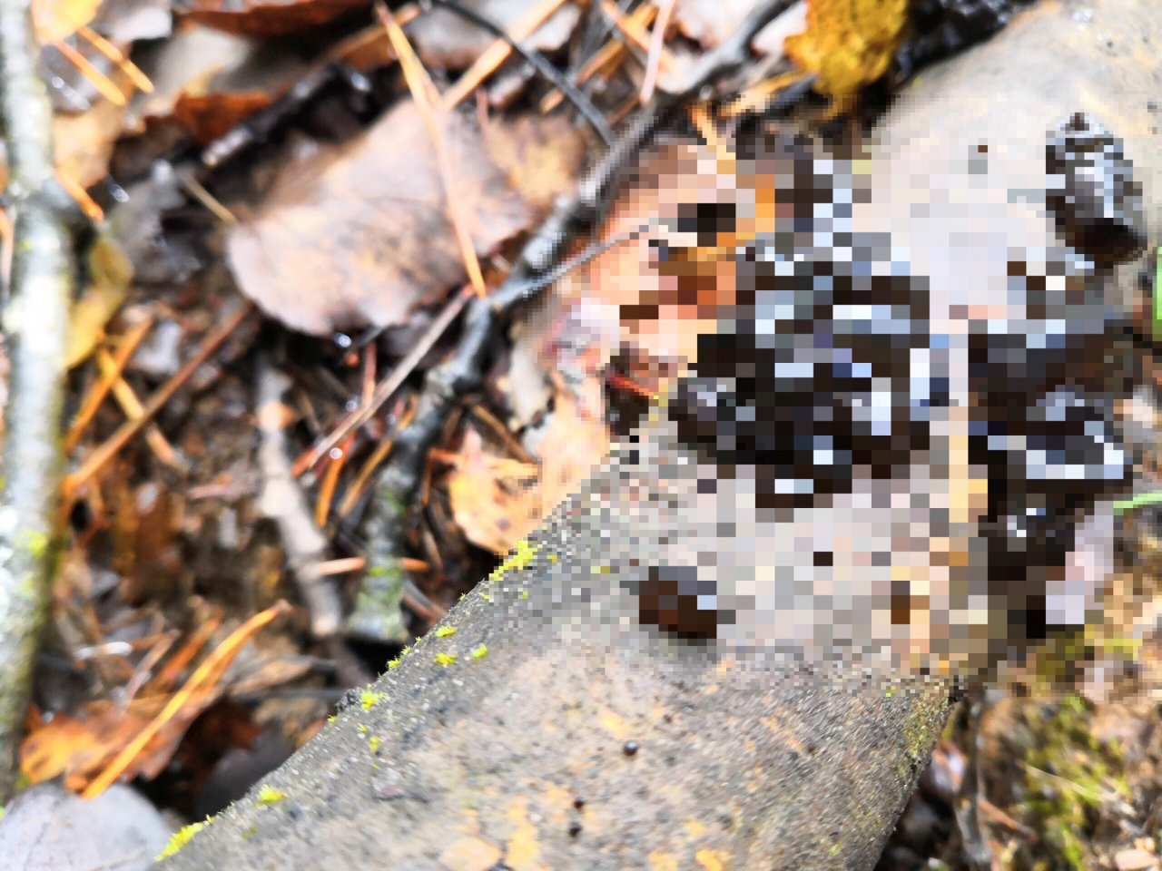 В кировском лесу нашли странные грибы, похожие на расплавленный пластик