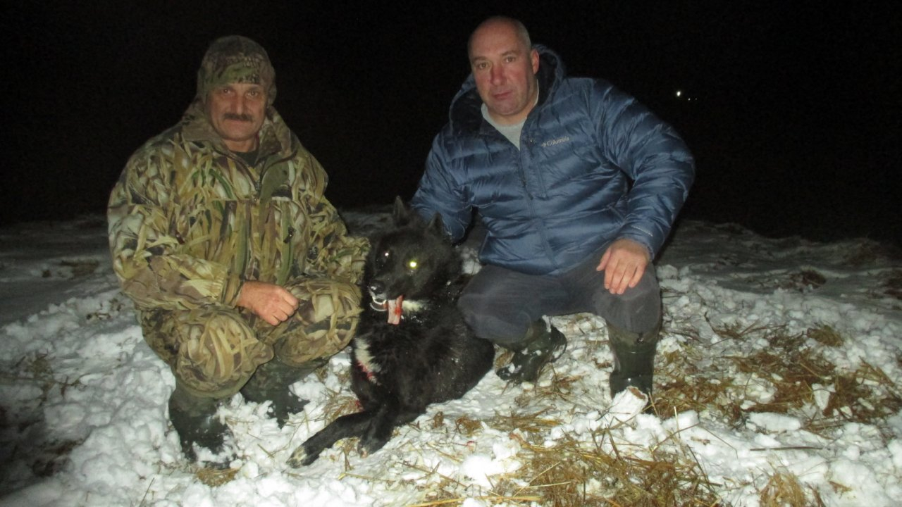 Стало известно, что стало с волками-меланистами, добытыми в Кировской области