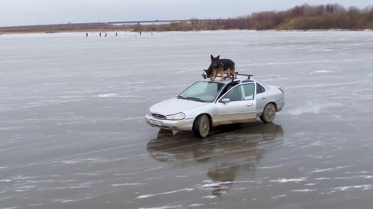Видео: водитель иномарки с собаками на крыше прокатился по тонкому льду Вятки