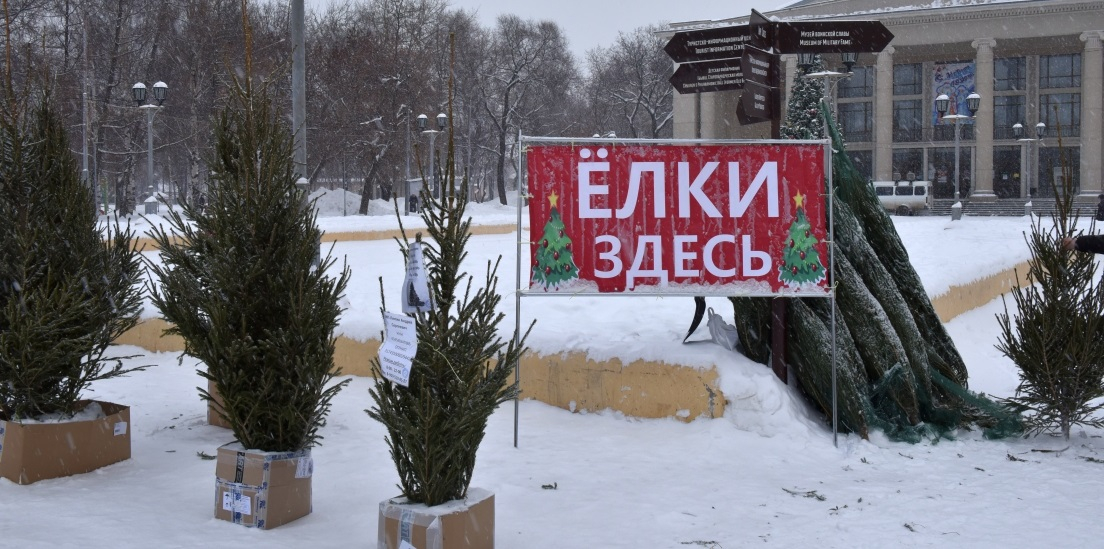 В Кирове живую елку можно будет купить на 10 площадках