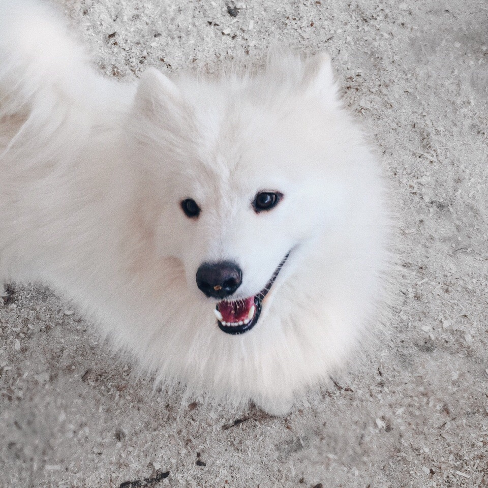За информацию о пропавшей в Кирове цирковой собаке объявили вознаграждение