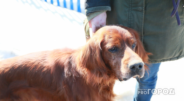 В Кирове можно провести безболезненное чипирование домашних животных