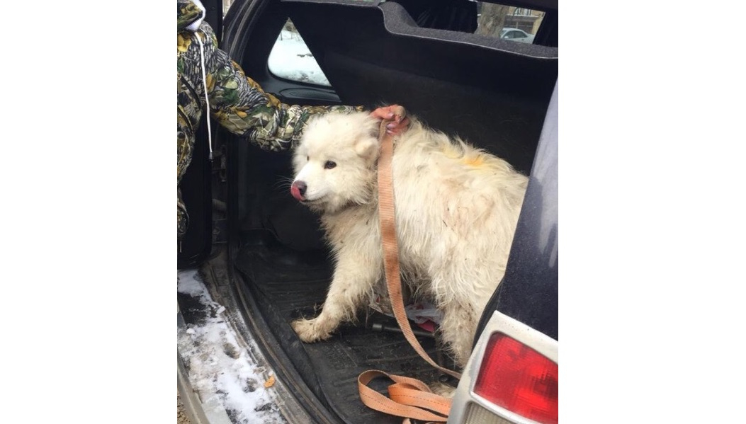 В Кирове нашли пропавшую цирковую собаку Екатерины Запашной