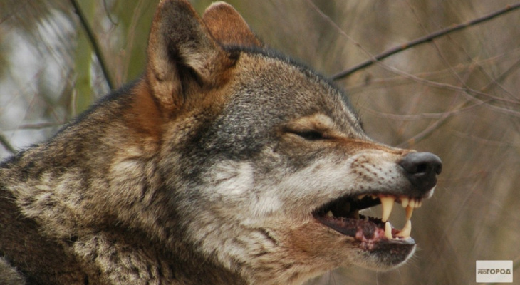 В  Кировской области волки зашли в райцентр и разорвали собаку