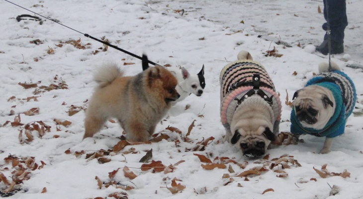 Что обсуждают: изменения с 1 января и запрет на усыпление животных