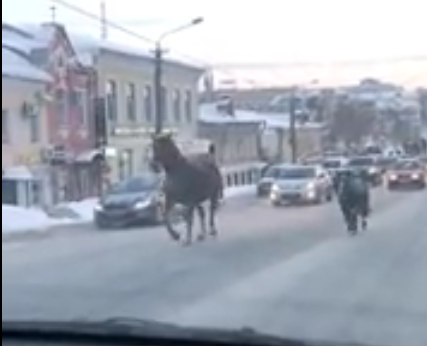В центре Кирова по дороге среди машин гуляют лошади