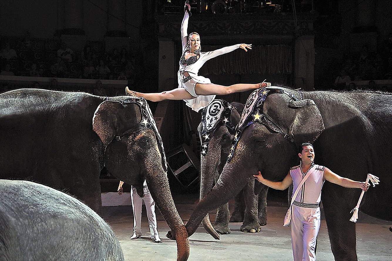 Впервые слоны-великаны из Германии устроят грациозное шоу на арене Кировского цирка!