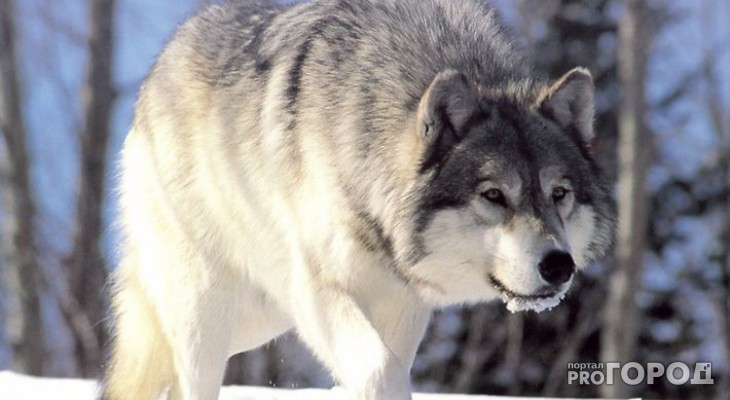 Опубликован список самых опасных районов по активности волков в Кировской области