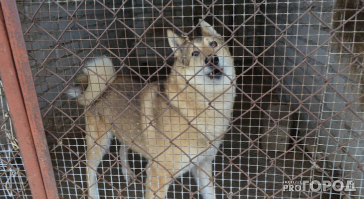 Ограничения на количество кошек и опасные породы собак: вступили в силу новые правила обращения с животными