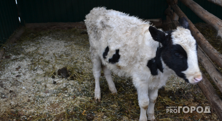 На кировском сельхозпредприятии обнаружили бешенство у коровы