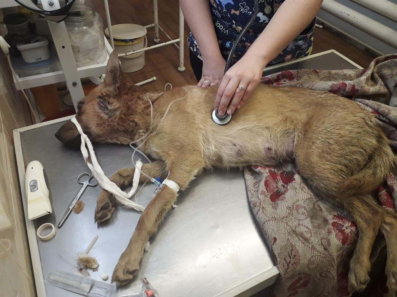 Кировчанин избил собаку и выбросил ее со щенками в мусор