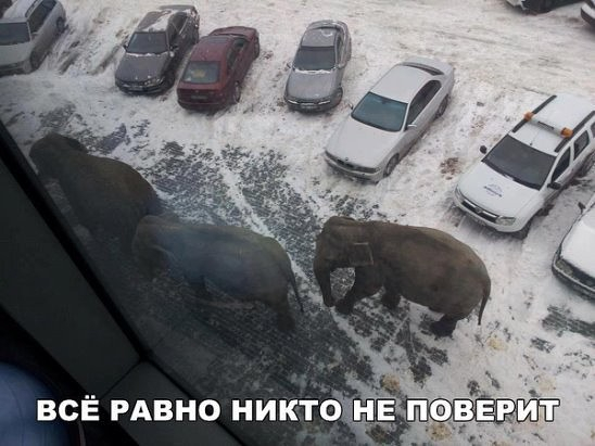 Проверка слухов: в Кирове по улице прогулялись слоны