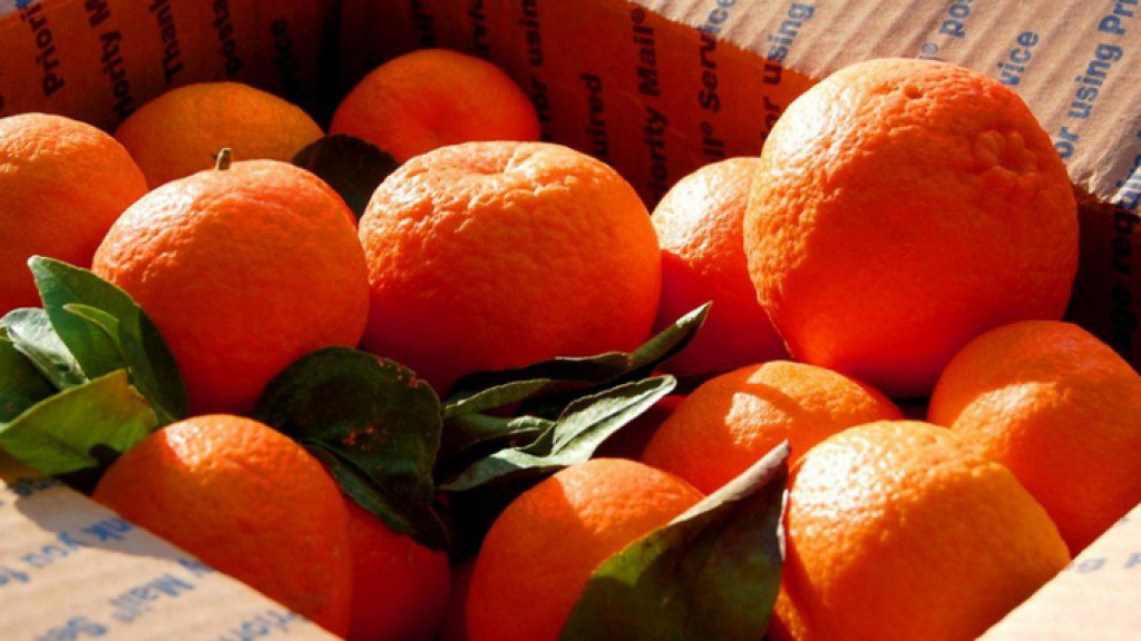 В Кировскую область попали 4 тонны зараженных мандаринов