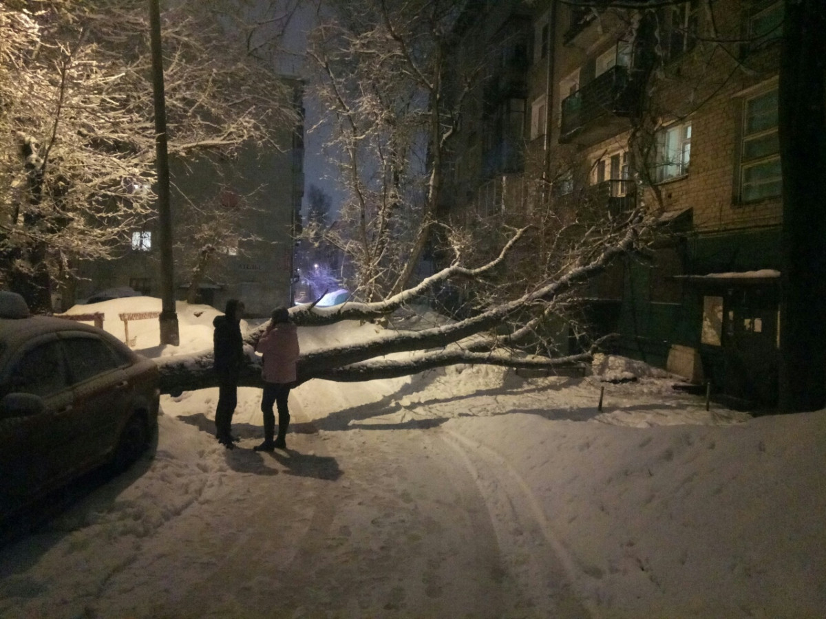 В Кирове рухнувшее дерево выбило стекла в жилом доме и повредило авто