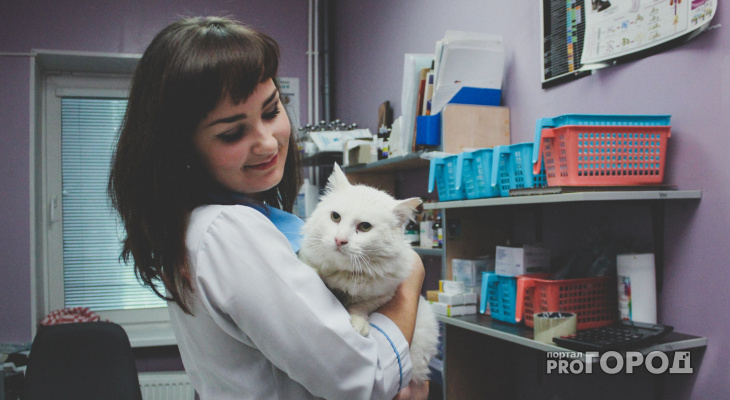 В Кирове можно бесплатно сделать прививки домашним животным