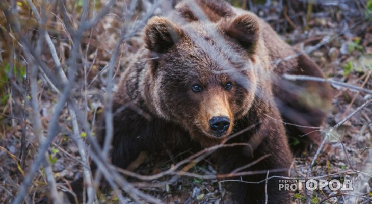 В лесах Кировской области активизировались голодные медведи