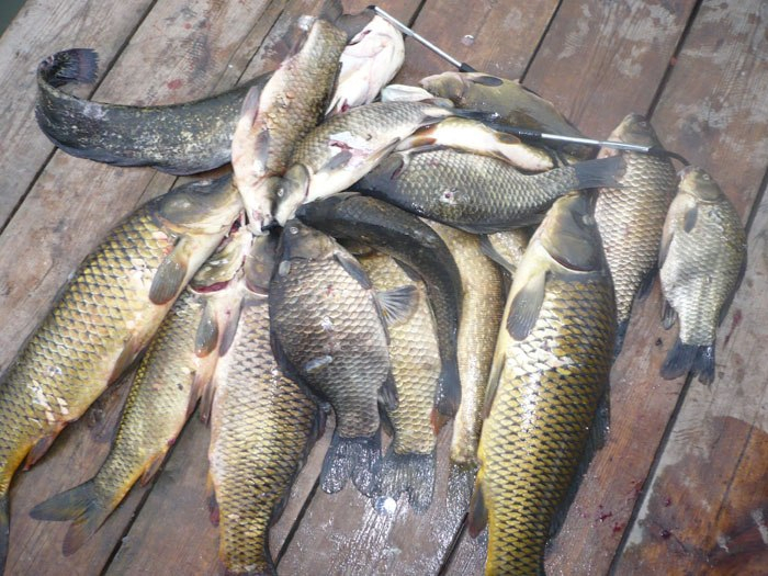 В Кировской области ввели запрет на ловлю рыбы