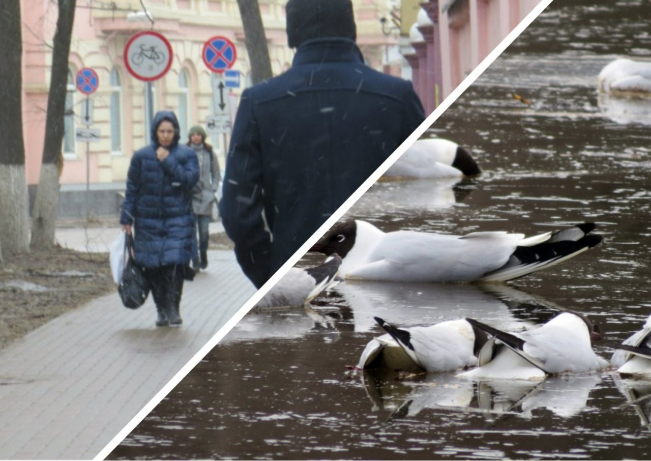 Массовая гибель чаек и прогноз погоды на май: самые просматриваемые новости за неделю в Кирове