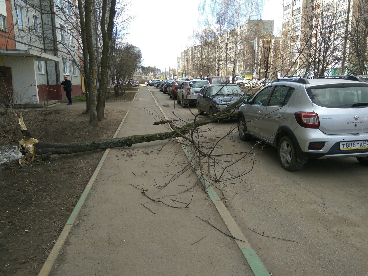 В Кирове сильным ветром снесло дерево