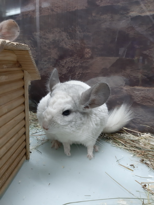 На Сурикова открылся новый зоомагазин