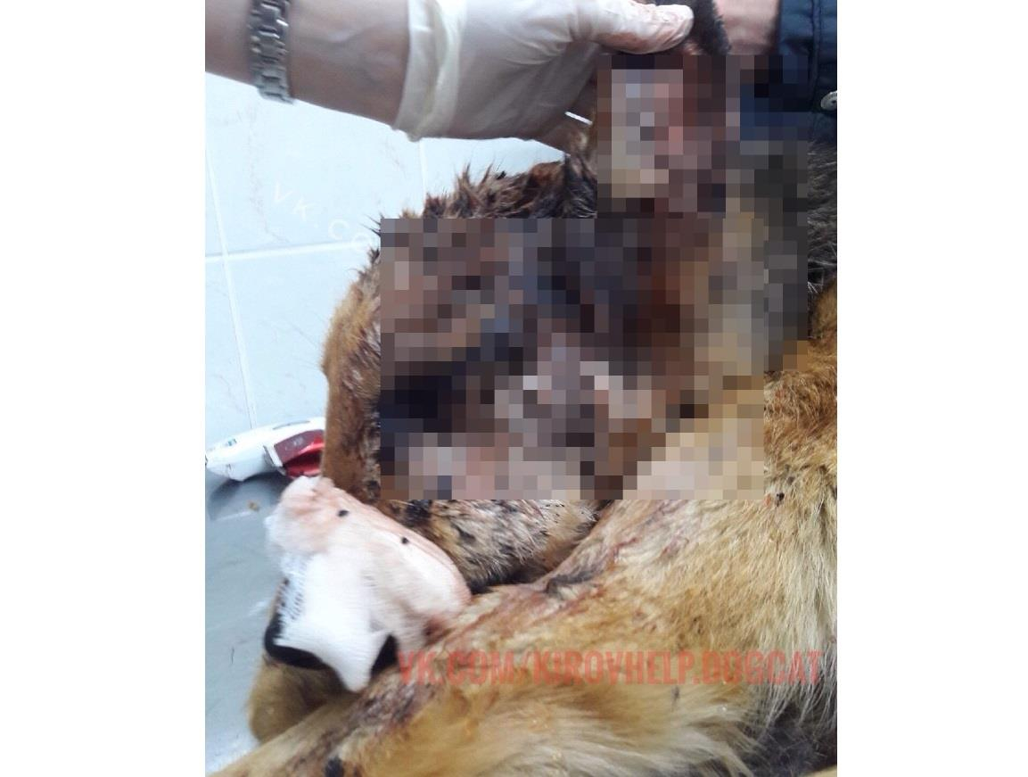 Соцсети: в Кировской области неизвестные расстреляли дробью собаку