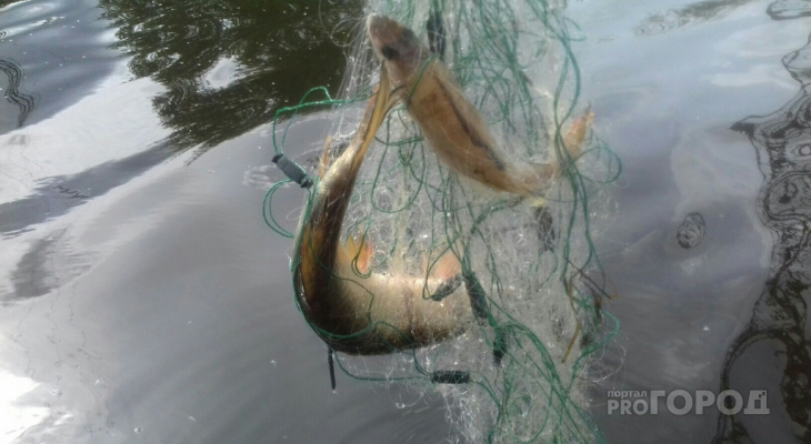 Браконьеру из Нововятска грозит реальный срок за 7 килограммов рыбы