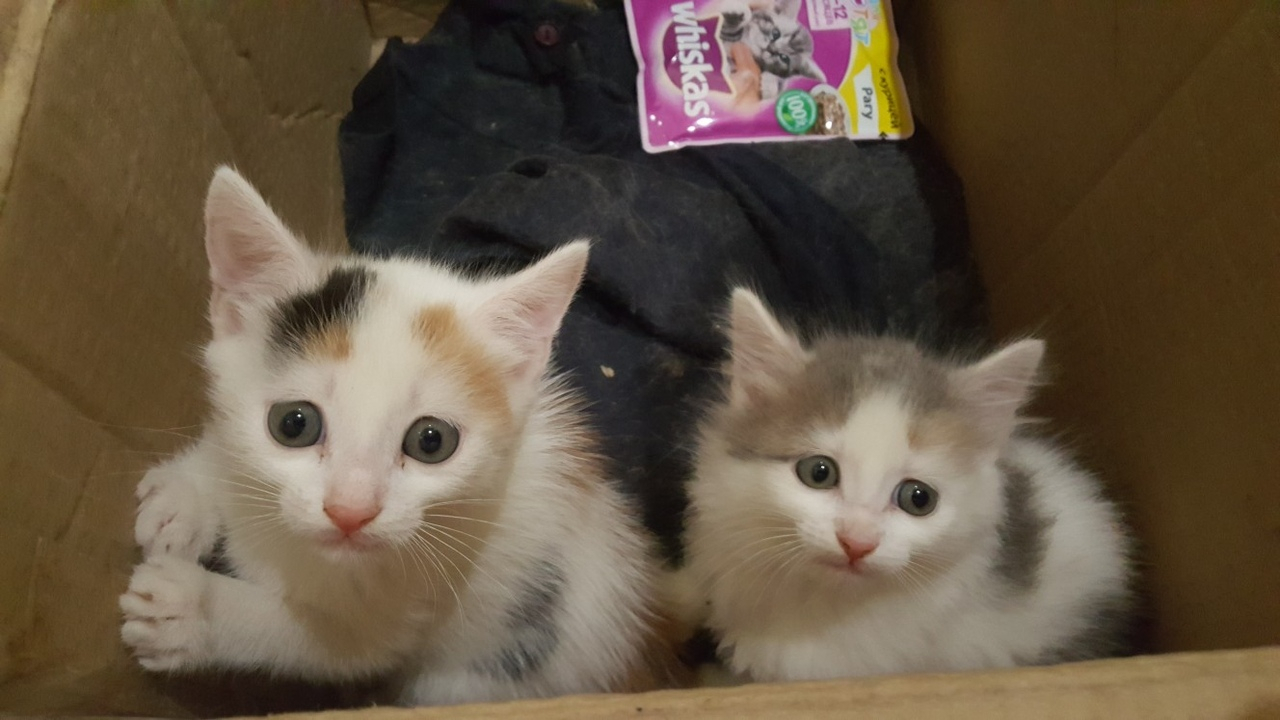 В Кирове сотрудники САХ спасли месячных котят, которых выкинули в контейнер