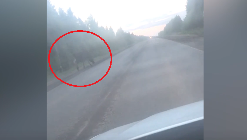 Видео: два лося выбежали перед машиной на трассе около Дороничей