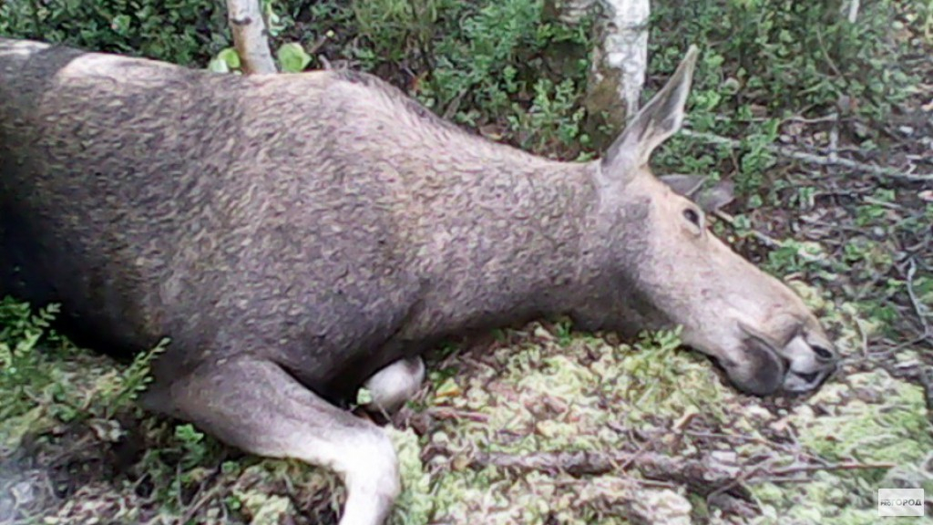 Жителю Кировской области может грозить срок за убийство лося