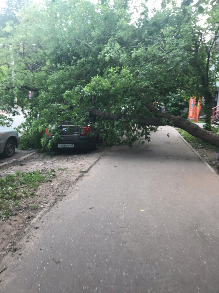 В Кирове на припаркованное авто упало огромное дерево