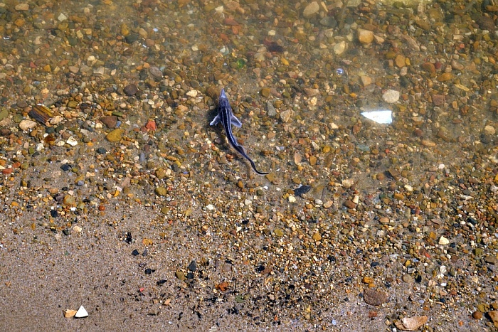 В Вятку выпустят 100 тысяч мальков стерляди