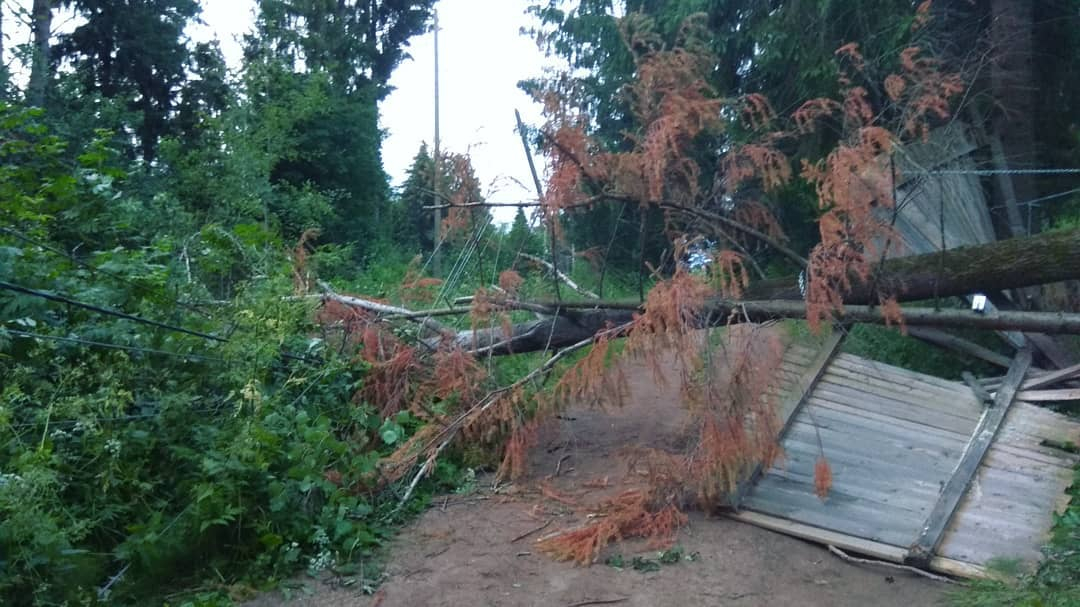 300 домов остались без света из-за дерева на участке известного кировского юриста