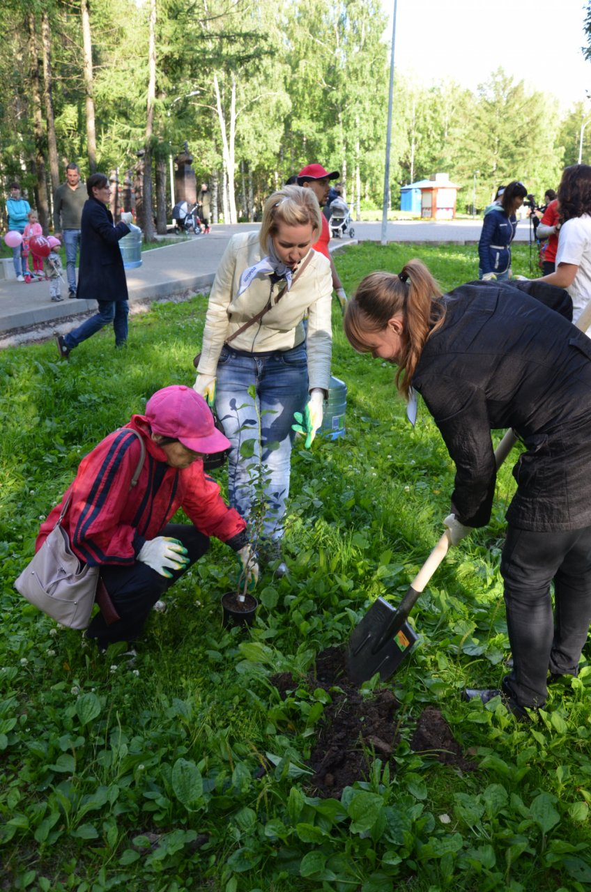 В Кировской области высадили более 13 тысяч новых деревьев
