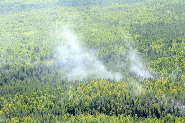 Стало известно, в каких районах области больше всего лесных пожаров