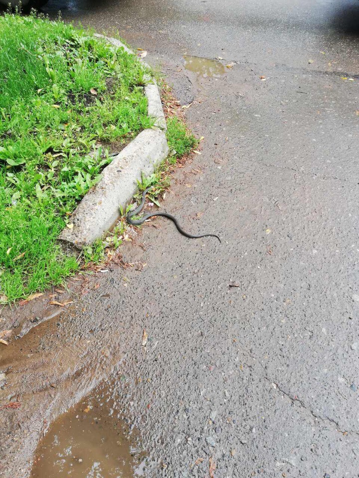 Возле детской площадки в Кирове вновь видели змею