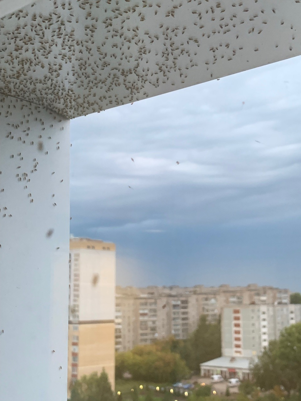 "Боимся открыть окно": кировчане жалуются на нашествие мошкары
