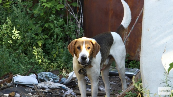 В кировском дворе хотят установить провокационные таблички для собаководов