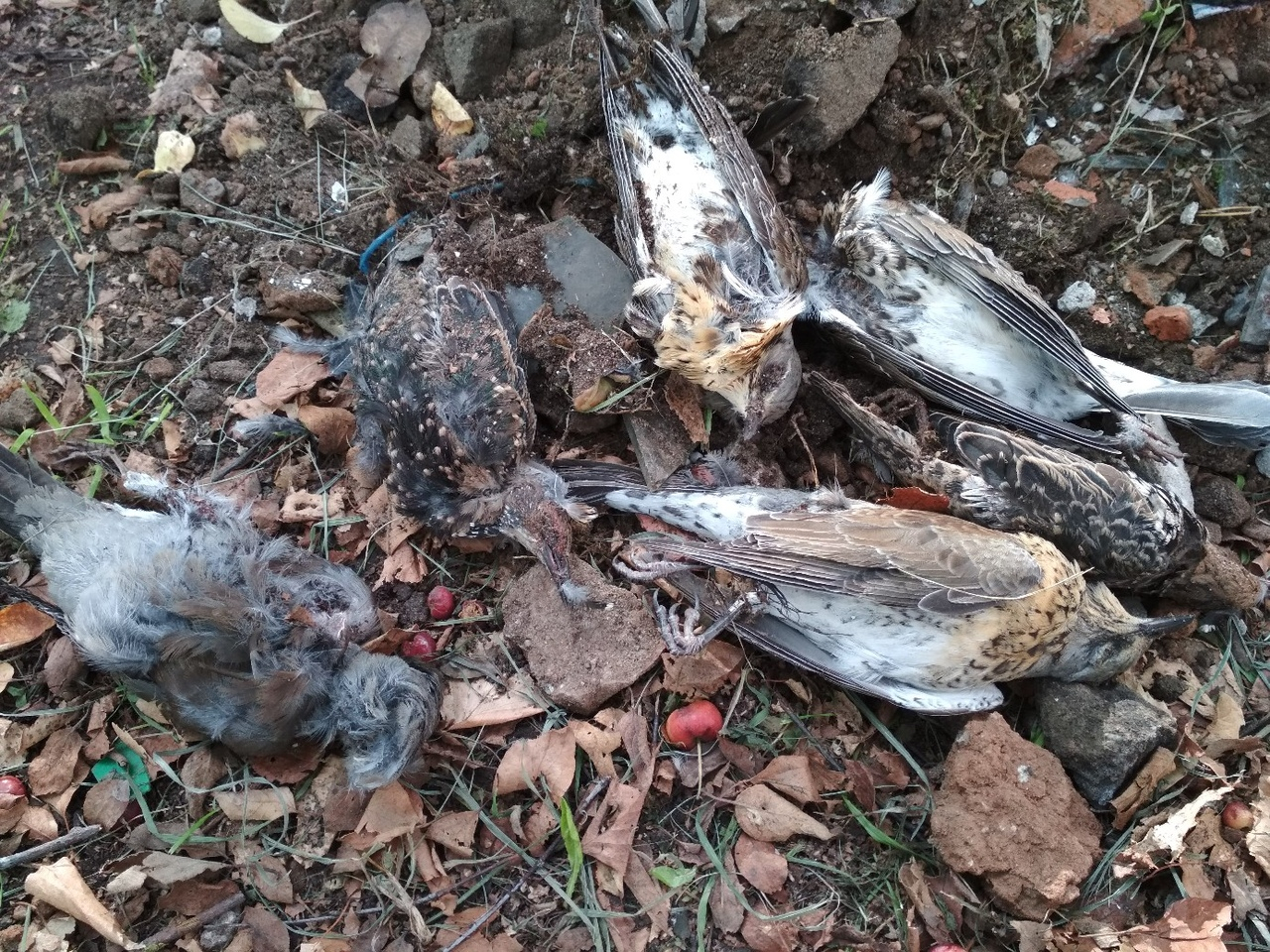 В Кировской области начали массово гибнуть птицы