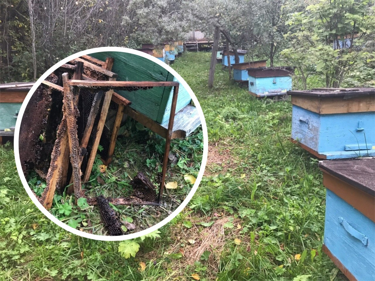 Медведица устроила погром возле жилого дома в Кировской области