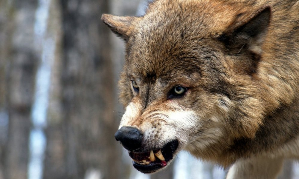 В Кировской области волк начал охотиться рядом с людьми